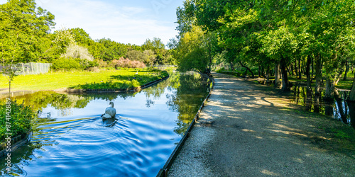 Swan swimming on a pond in Le Marais aux Oiseaux bird park on Oleron island ,France