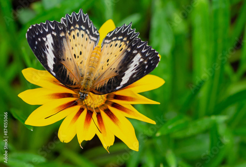 butterfly on flower