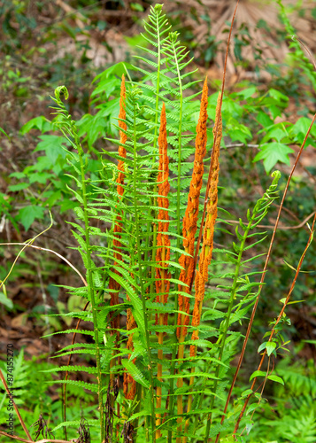 Bright green Cinnamon Fern, Osmunda cinnamomea, with spore-laden fertile fronds.