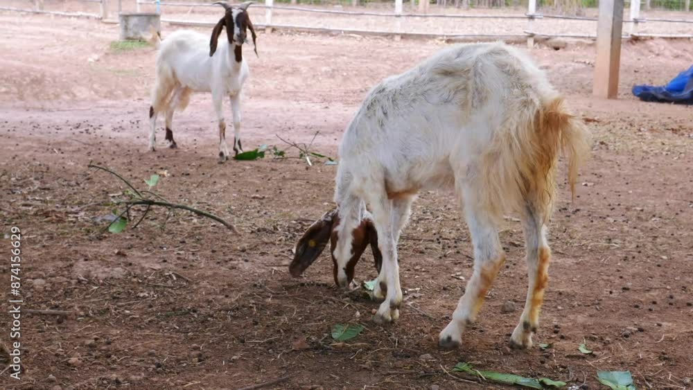 Goats in a goats farm, animal goat with cute face in rural farm Goats in a goats farm, animal goat with cute face in rural farm
