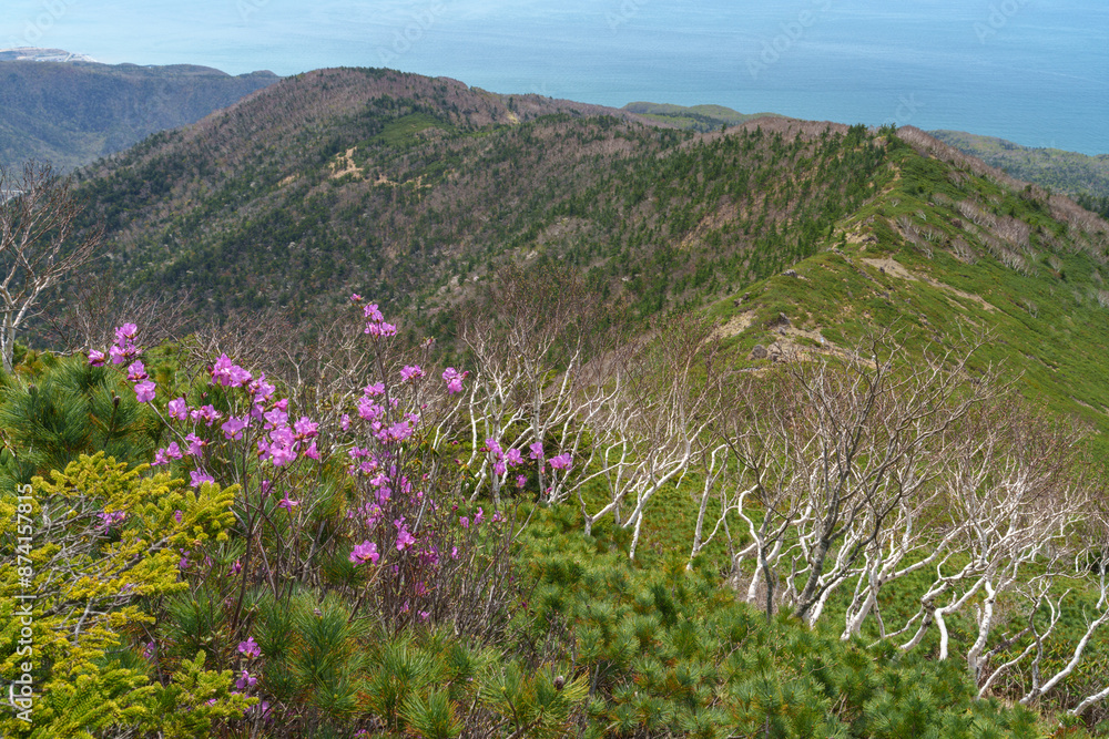 Obraz premium アポイ岳登山 花の百名山 北海道の絶景