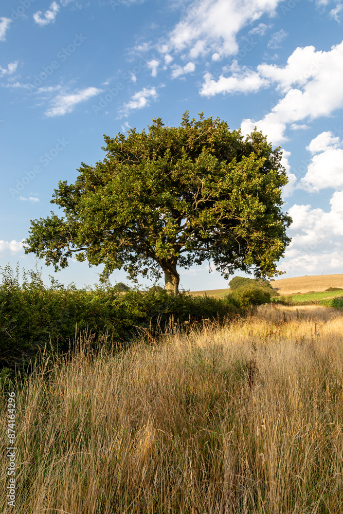 An isle of Wight summer landscape with a tree in a field An isle of Wight summer landscape with a tree in a field