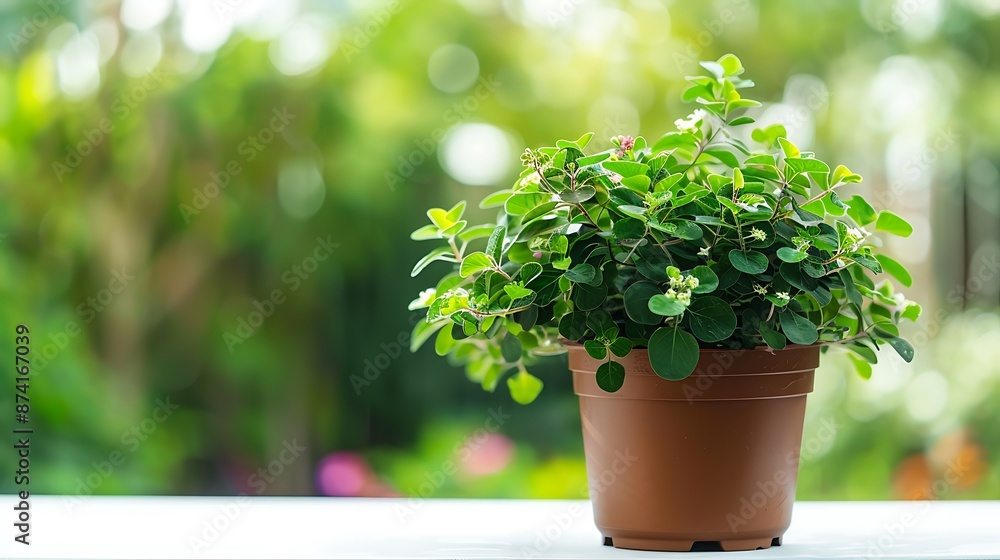 Plants in pots on a white table blurred garden background. Plants in pots on a white table blurred garden background.