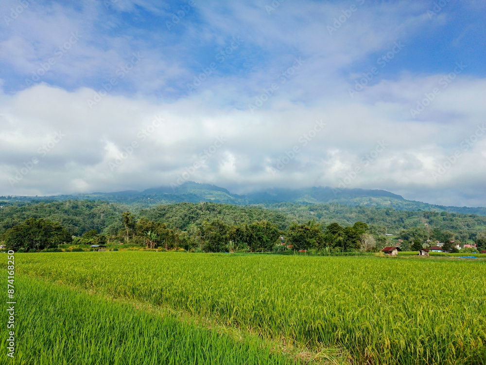 natural photos of beautiful views of green rice fields and blue skies natural photos of beautiful views of green rice fields and blue skies
