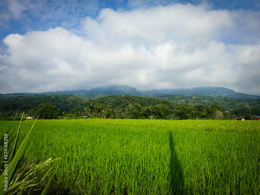 natural photos of beautiful views of green rice fields and blue skies natural photos of beautiful views of green rice fields and blue skies