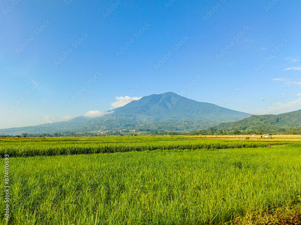 Beautiful view of green rice fields with mountains and clouds blue sky Beautiful view of green rice fields with mountains and clouds blue sky