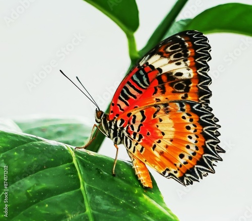 butterfly on a flower