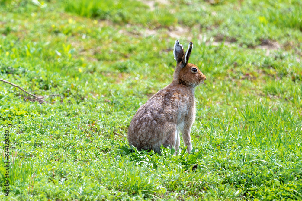 Fototapeta premium 夏毛のエゾユキウサギ 北海道の野生動物