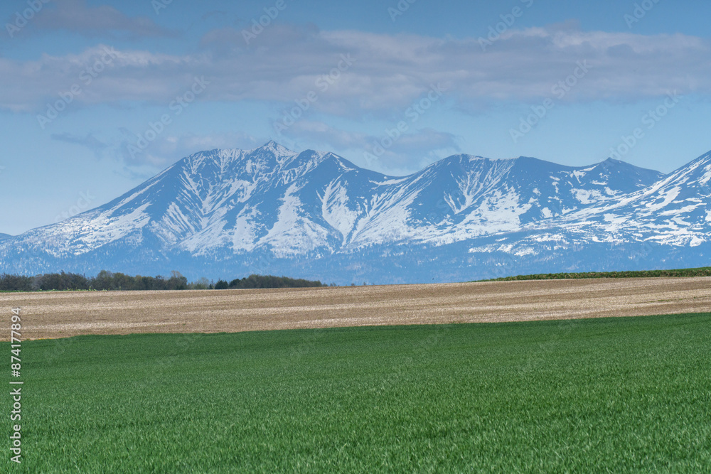 Naklejka premium 美瑛 畑越しの残雪の十勝連峰 ５月