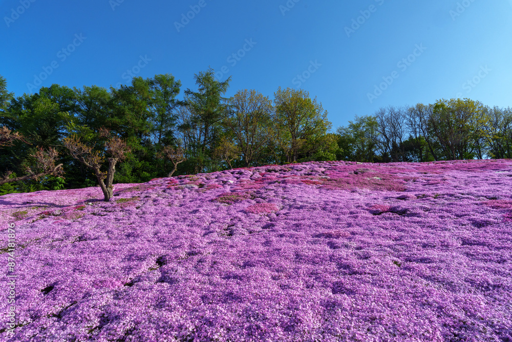 Fototapeta premium 太陽の丘えんがる公園の満開の芝ざくら 北海道道東の春の景色