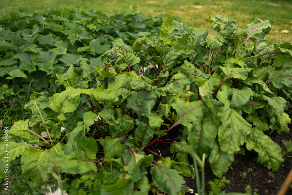 Beet vegetable grows in the garden in the soil organic background. Concept of healthy eco food and a rich fall harvest. Close-up. Selective focus. High quality photo