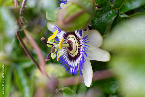 Gros plan sur une fleur de passiflore photo