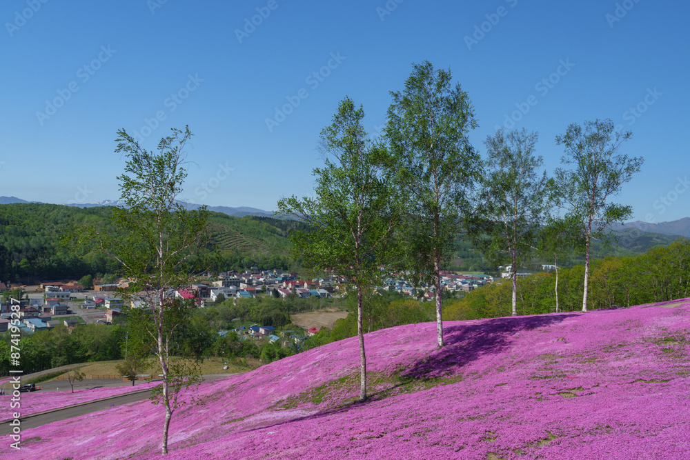 Obraz premium 滝上公園の芝桜 北海道絶景の春の花畑 5月