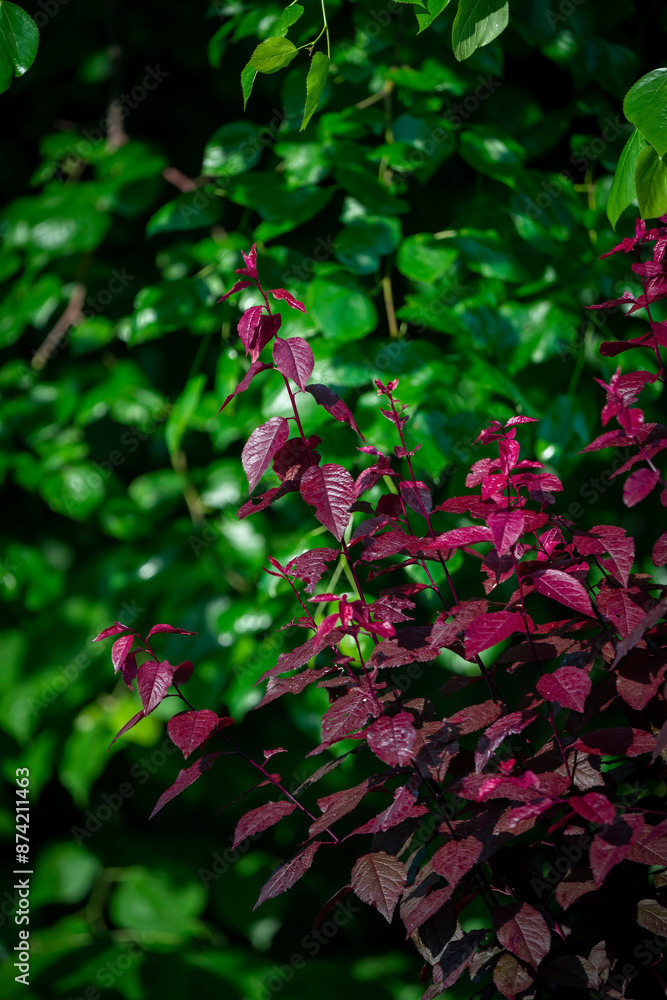 Prunus cerasifera, purple-leaf tree in garden, Prunus cerasifera, purple-leaf tree in garden,