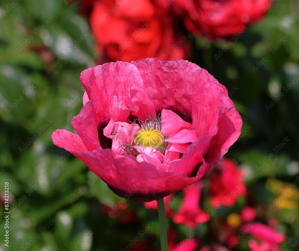 Nature - Close up of a Red Poppy