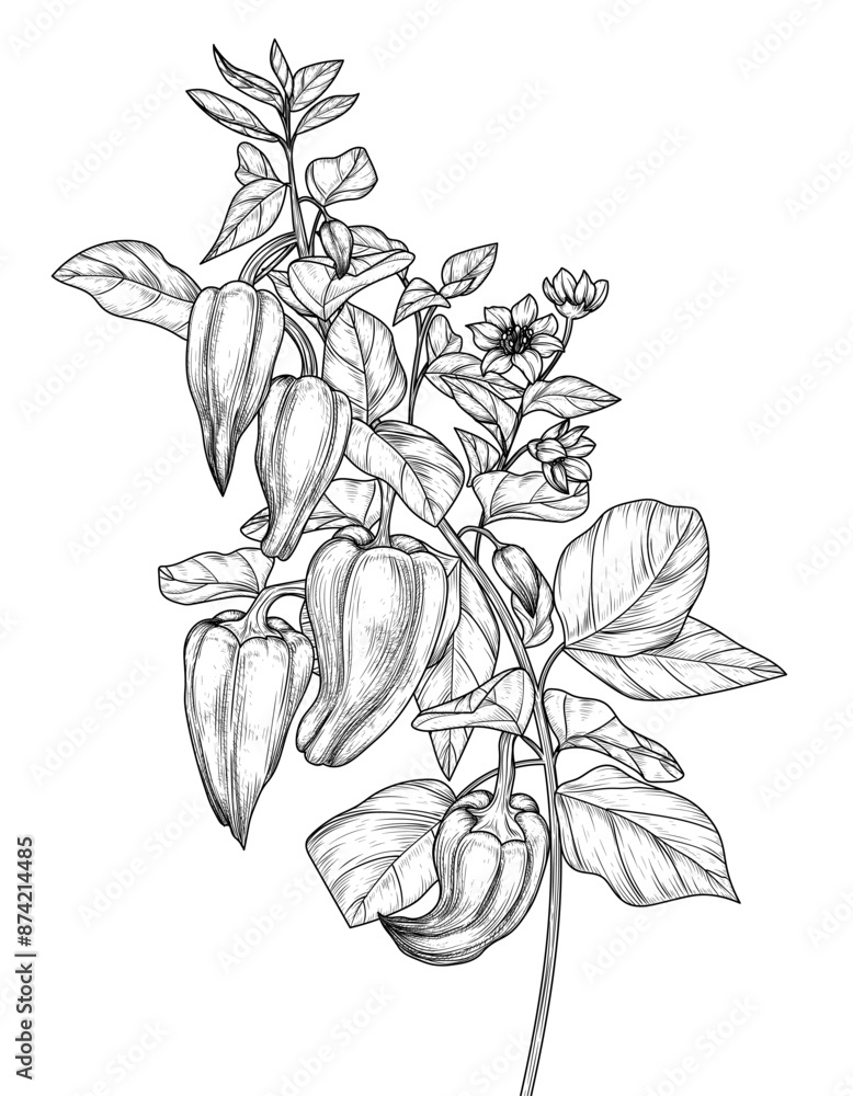 Obraz premium Vector illustration of a branch of peppers with leaves and flowers in engraving style