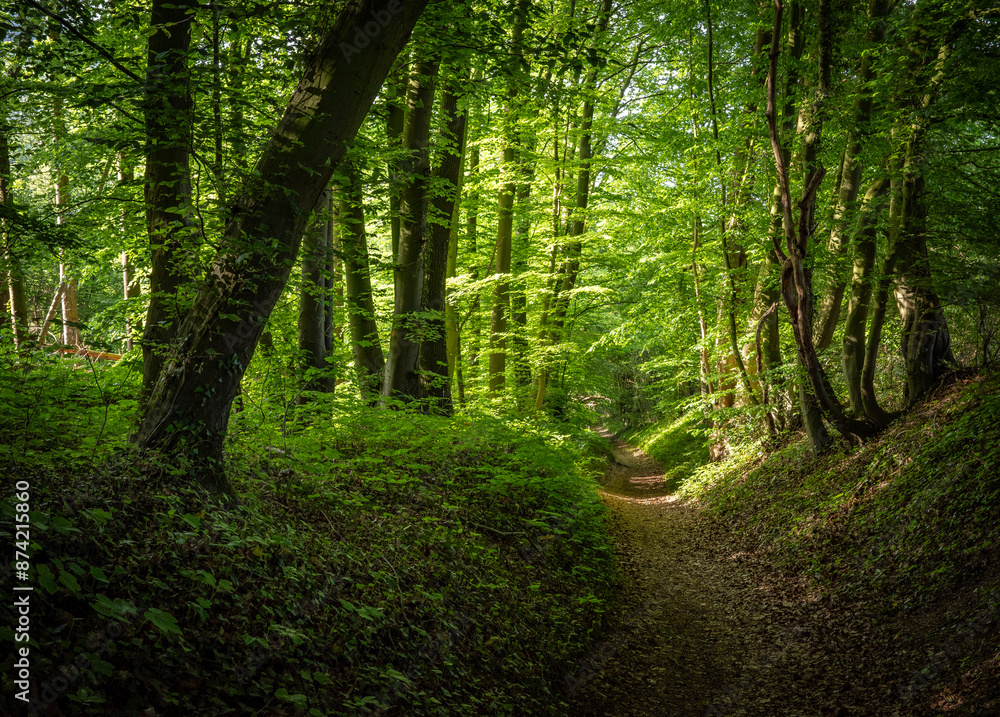 Obraz premium green forest in the sunshine