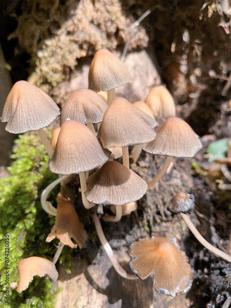 poisonous mushrooms in the forest poisonous mushrooms in the forest