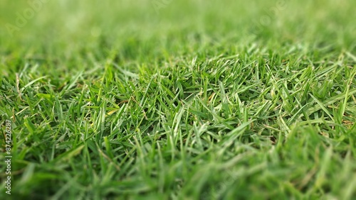 Green grass texture forming a natural background