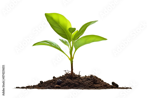 A young plant growing in soil, isolated on a white background