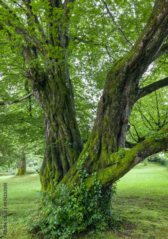 Fototapeta premium Alte Rotbuche (Fagus sylvatica) imit bemoostem Stamm im Höhenrieder Park, Bayern, Deutschland, Europa