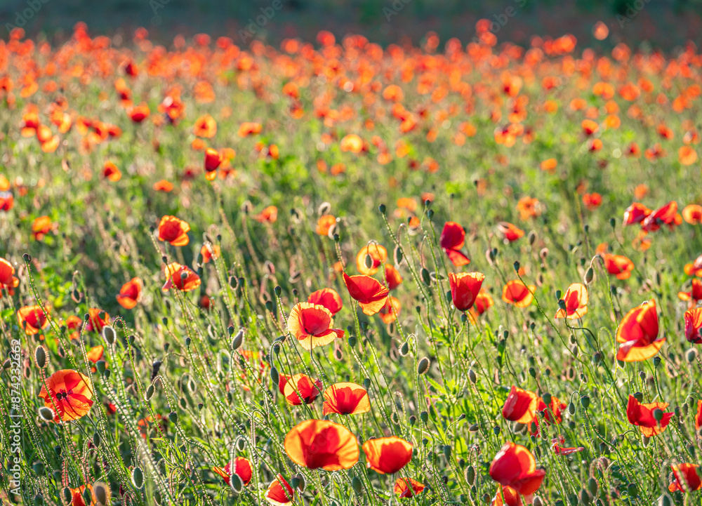 Fototapeta premium Mohnfeld im Abendlicht, Mohn (Papaver), Bayern, Deutschland, Europa