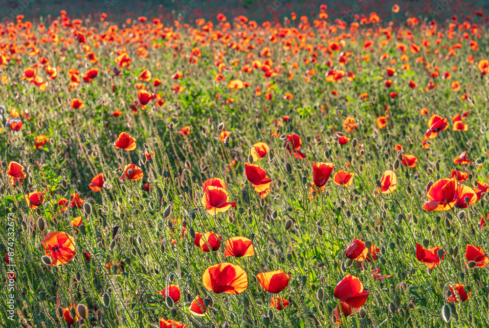 Obraz premium Mohnfeld im Abendlicht, Mohn (Papaver), Bayern, Deutschland, Europa