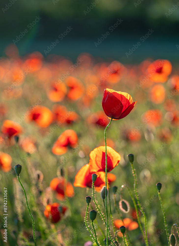 Obraz premium Mohnfeld im Abendlicht, Mohn (Papaver), Bayern, Deutschland, Europa
