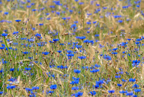 Blaue Kornblumen (Centaurea cyanus) in einem Getreidefeld photo