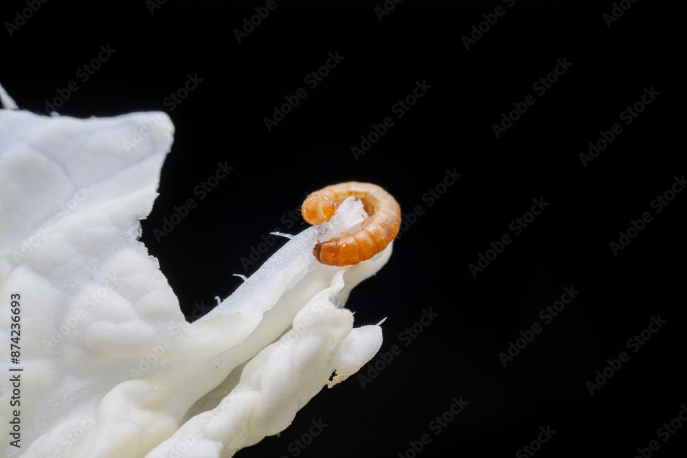 Naklejka premium Mealworm in a breeding farm, North China