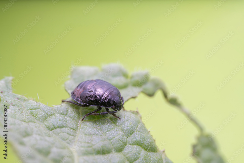 Stinkbug nymph in the wild state Stinkbug nymph in the wild state