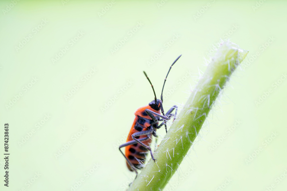 Tropidothorax elegans Distant in the wild state Tropidothorax elegans Distant in the wild state