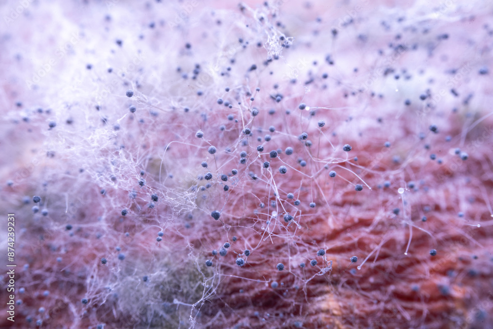 Mold on the surface of pumpkin