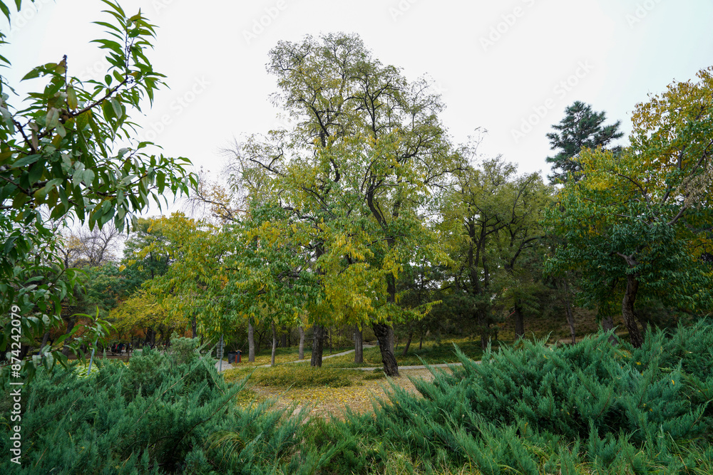 Trees in Beijing Parks in Autumn Trees in Beijing Parks in Autumn