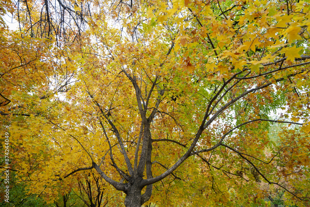 The maple tree crown is in the park The maple tree crown is in the park