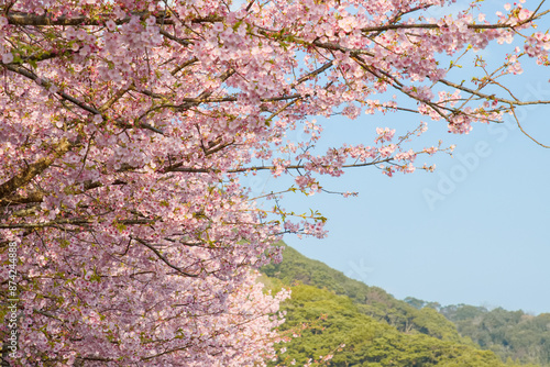 Wallpaper Mural 山に咲く河津桜 Torontodigital.ca