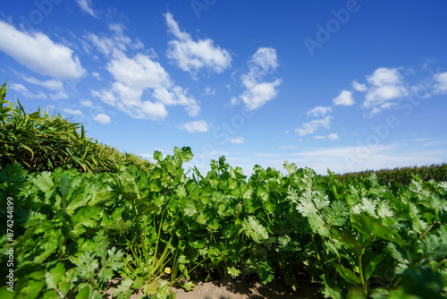 The coriander under the blue sky and white clouds is in the field, North China