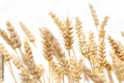 photorealistic closeup of golden wheat ears against a pure white background intricate detail captures individual grains and delicate awns emphasizing agricultural abundance