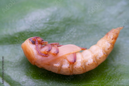 ground beetle pupa in the wild state photo