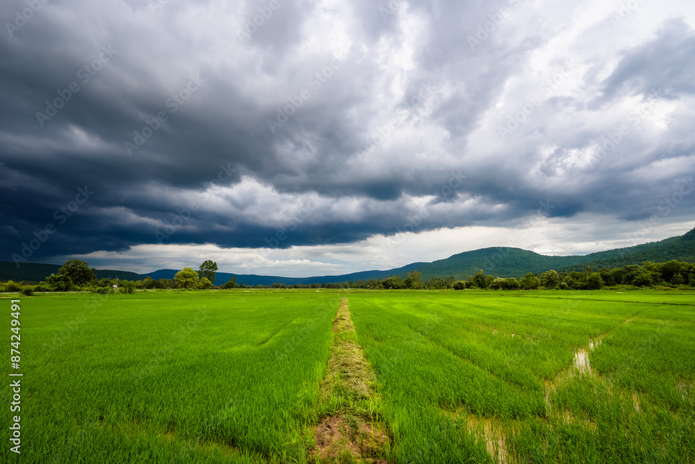 Naklejka premium Dark clouds going low over the green rice fields, rainy season in Thailand