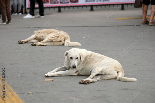 Two stray dogs resting on pavement in Istanbul Turkiye