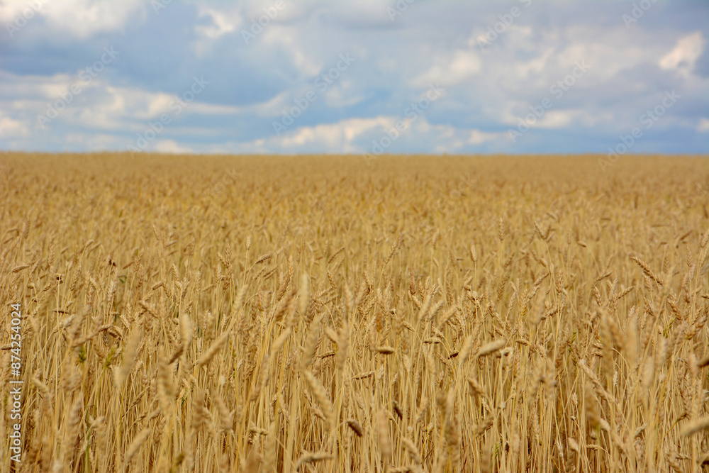 wheat field with a rainy cloud in the background wheat field with a rainy cloud in the background