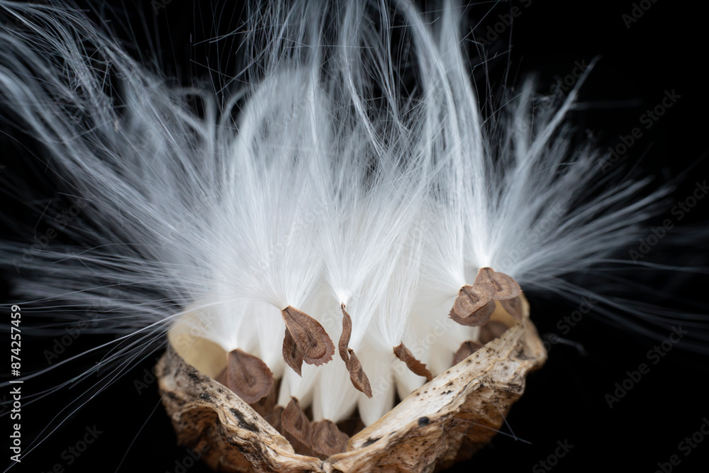 Macro photo of Asclepiadaceae seeds Macro photo of Asclepiadaceae seeds