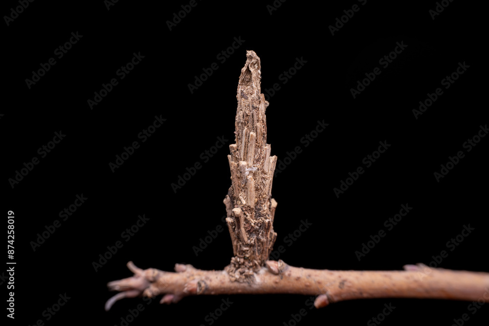 psychid larva in the wild state psychid larva in the wild state