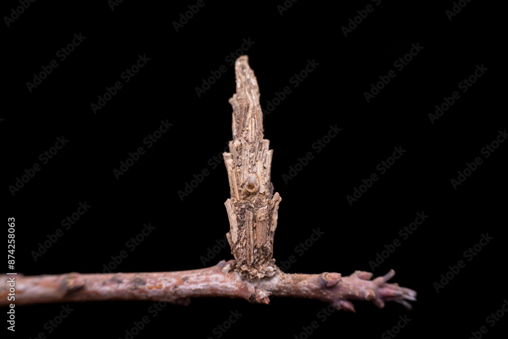 Fototapeta premium psychid larva in the wild state