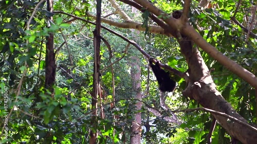 The gibbon swings and hangs on the tree. Like in fairy tales and stories of happiness There is abundant forest life in the middle of a beautiful natural forest.