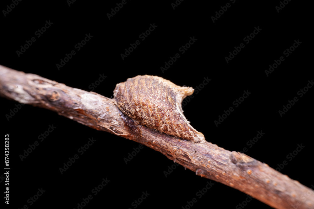 mantis Egg mass in the wild state