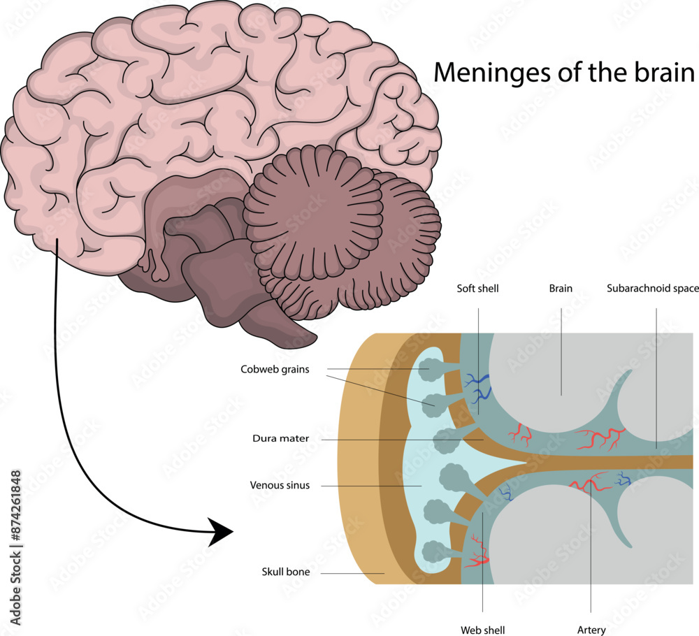 The structure of the brain. The structure of the brain.
