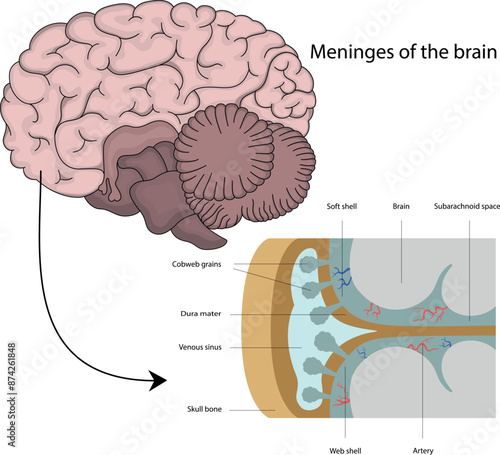 The structure of the brain.
