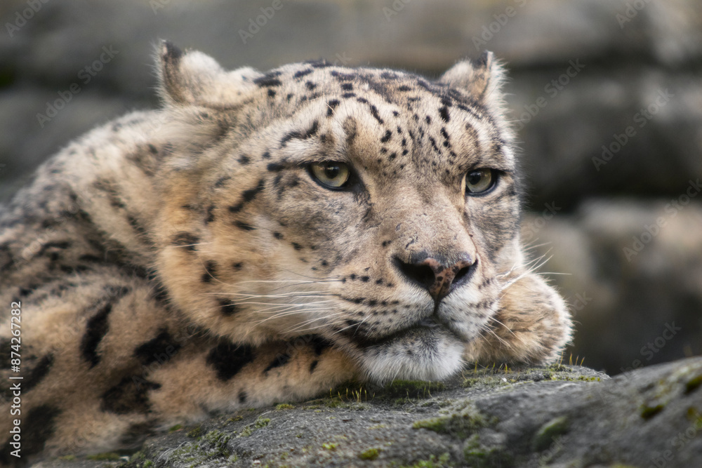 Fototapeta premium Male Snow Leopard in Close Up